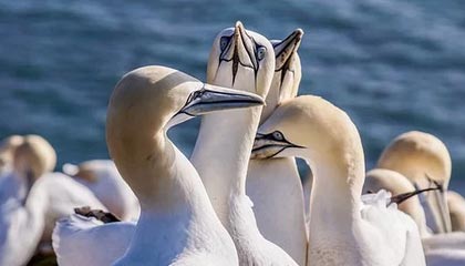 九游体育娱乐-伊朗队中场贝尔特拉在巴黎奥运会上展现出强大的进攻组织能力，伊朗拉什特